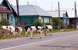 Сельский быт может существенно отличаться от привычного городского